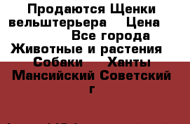 Продаются Щенки вельштерьера  › Цена ­ 27 000 - Все города Животные и растения » Собаки   . Ханты-Мансийский,Советский г.